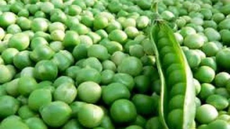लाॅकडाउन के दौरान प्रदेश से पड़ोसी राज्यों को भेजी 6.82 लाख क्विंटल हरे मटर 