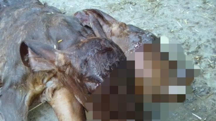 दो मुँह वाले बछड़े को देख लोग हुए  आश्चर्यचकित