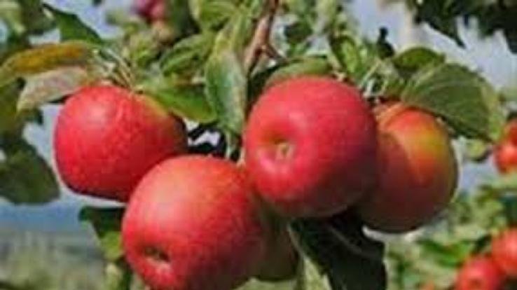 सेब सीजन के दृष्टिगत आवश्यक आदेश