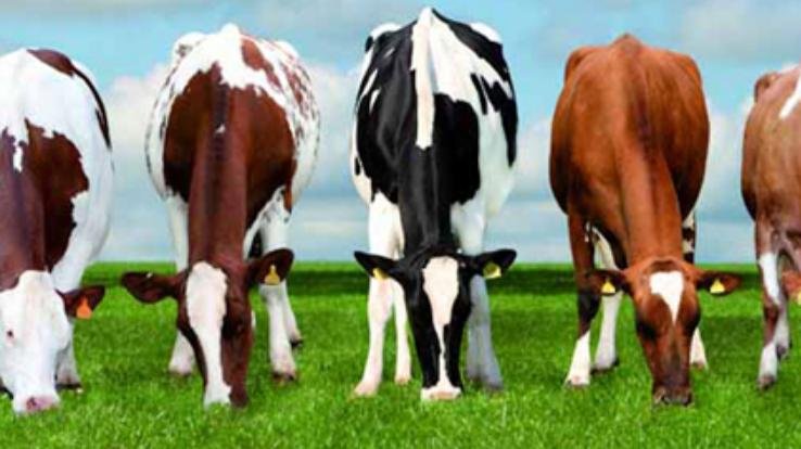 एक जीप में 6 पशु भर कर ले जाने पर किया चालान