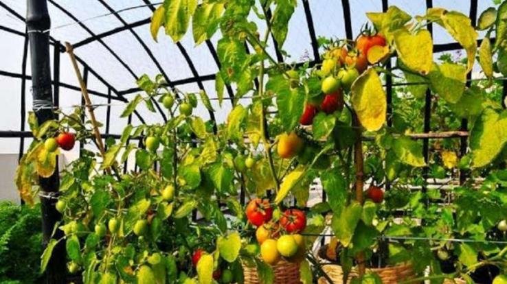 फलोद्यान केंद्र में दूसरे ज़िला के लोगों को नियुक्ति किए जाने पर स्थानीय लोगों में रोष 