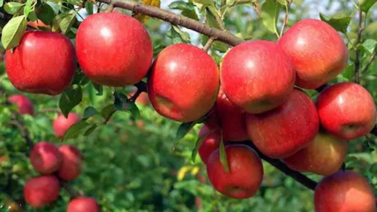 सेब में स्कैब, असामयिक पतझड़ व अल्टरनेरिया धब्बा रोग के प्रबंधन के लिए सिफ़ारिशें 