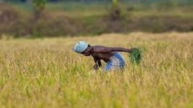 भारी बारिश ने की फसल बर्बाद, किसानों ने खटखटाया सरकार का दरवाजा 