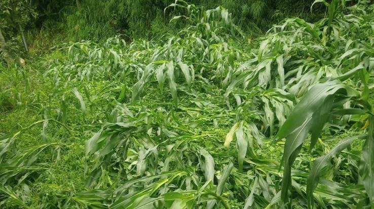 आंधी, बारिश ने किसानों की मेहनत पर फेरा पानी