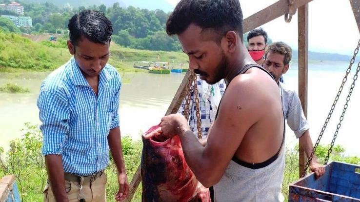 गोबिंदसागर जलाश्य में इस बार बढ़ा मछली उत्पादन
