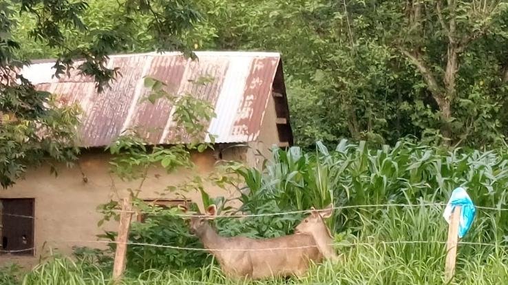 wild-animals-destroying-crops