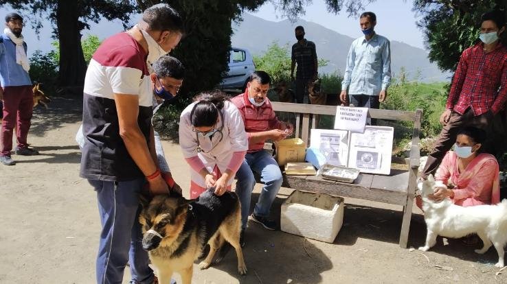 animal-hospital-darlaghat-gave-anti-rabies-shots-to-dogs