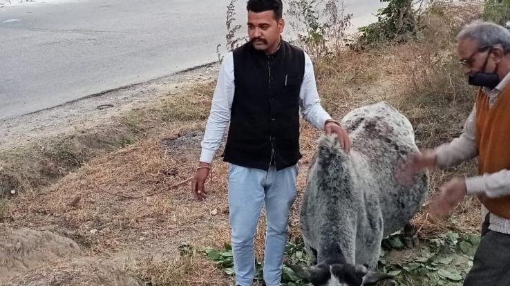 Gau-putra-sena-came-forward-to-help-the-helpless-bull