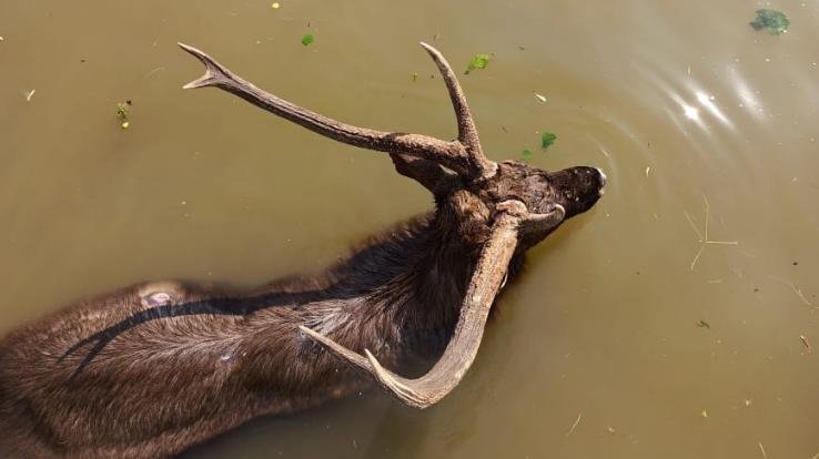 Wild-animal-fell-in-tank-died-after-staying-in-water-overnight 