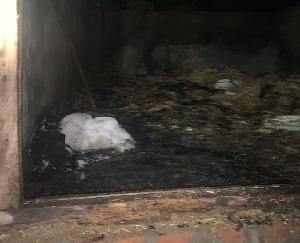 Fire in cattle shelter in Dhaliara Surajpur, loss of lakhs