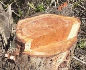 Illegal felling of Khair trees in the dark, three arrested