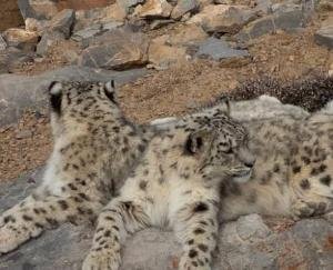 Snowfall on the peaks of Chamba; two snow leopards also spotted