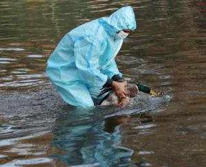 bird-flu-in-india-confirmed-cases-in-delhi-after-up-mp-seven-states 