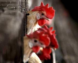 bird-flu-in-india-latest-update 