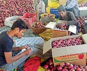 Himachal Pradesh gardeners will get expensive apple packing material