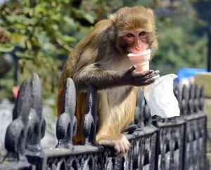 No more monkeys will be killed in Himachal, Vermin period completed may 31 2021