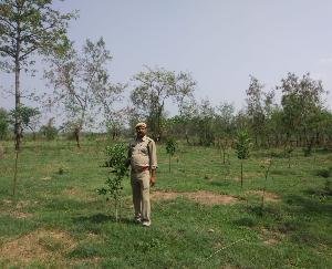 पर्यावरण संरक्षण की दिशा में निरंतर प्रयासरत वन मण्डल नालागढ़