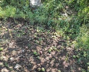 Huge-damage-to-apple-crops-due to-storm
