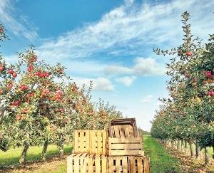 IIT Mandi to study packing of apples and kernels this year june 2021 13