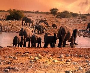 हिमाचल पुलिस करेगी  वन्यजीवों की रक्षा-संजय कुंडू