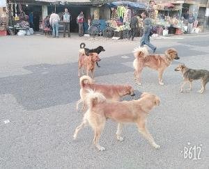 कुनिहार में लावारिस पशुओं व आवारा कुत्तों से लोग परेशान