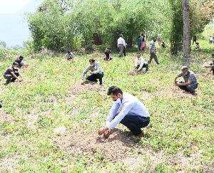 नौणी विश्वविद्यालय में मनाया गया वन महोत्सव