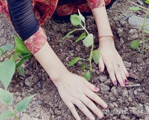 दाड़लाघाट : राजकीय आदर्श वरिष्ठ माध्यमिक विद्यालय धुंदन की एनएसएस इकाई ने लगाए तुलसी के पौधे