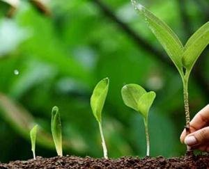 वर्ष 2021-22 में प्रदेश में रोपित किए जाएंगे एक करोड़ पौधे 