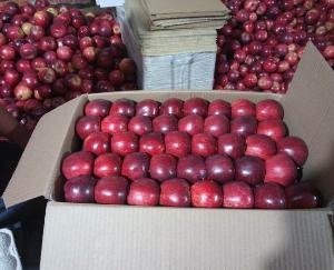 शिमला:  सेब बागवानों को महंगाई का झटका, ट्रकों से सेब ढुलाई 5 फीसदी महंगी