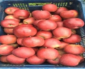 shimla-apple-rate-news-update-august-8