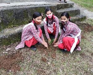दाड़लाघाट : राजकीय उच्च पाठशाला कशलोग में किया गया पौधरोपण