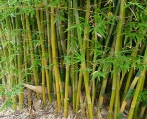 news update solan 17 2021 