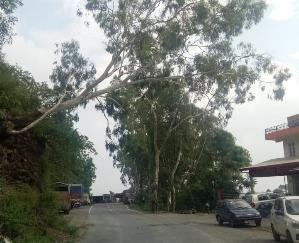 दाड़लाघाट : शिमला मंडी नेशनल हाइवे पर दुर्घटना को निमंत्रण दे रहा जर्जर पेड़