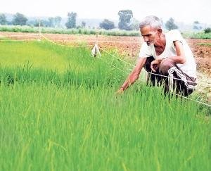 Palampur: Farmers and livestock farmers will get solution of their problems on Kisan Portal