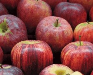 Full money is not being given to the arhtiyas, gardeners can be looted in this season too