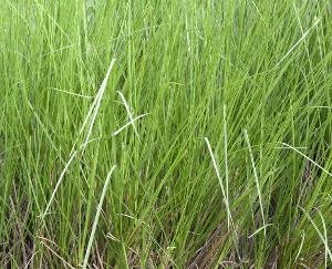 Shimla: It is possible to prevent landslides on the mountains by planting khus vetiver.