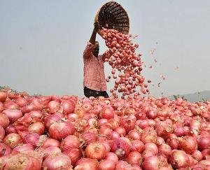 Onion-prices-may-increase