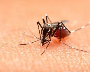 Increasing cases of Dengue and Chikungunya in Maharashtra increased the difficulties of health officials
