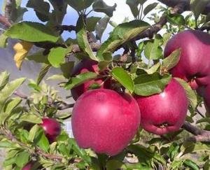 Shimla: Certificates of three nurseries selling foreign apples canceled, action taken under Nursery Act