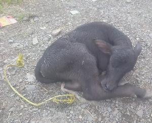 Shimla: Accused absconding leaving a newborn baby of buffalo in Dhali-Dohri