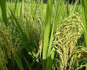 Paddy will be purchased from online portal in Himachal this year