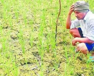 Himachal Kisan Sabha expressed concern over the soft attitude of the government towards the arhtiyas and the buyers