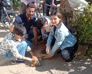 Karsog: Anti Rabies Vaccination Camp for Stray Dogs organized by Platinum Social Welfare Foundation