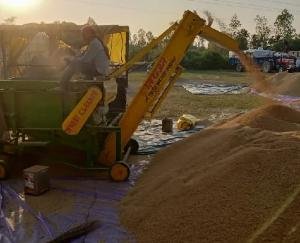 Indore: 593 quintals of paddy were procured in two days at Tayoda procurement center