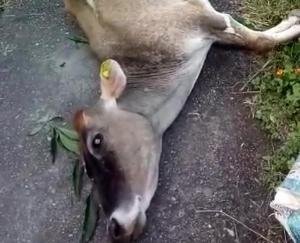 Jaswan-Paragpur: Cow died due to electrocution due to electric pole in Nahan Nagrota