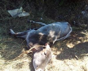 Dadlaghat: Cow hunted by leopard in Chhibber village