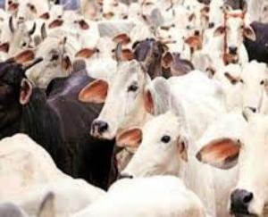 To protect the crops of the farmers, arrangements should be made to send the destitute animals to the cowshed - Uttam Thakur