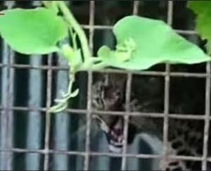 Shimla: Forest department got success after 2 weeks, 1 leopard trapped in cage