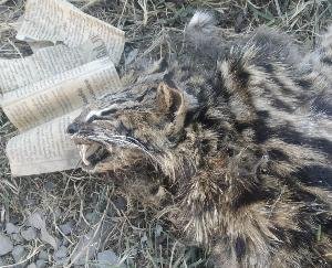 Leopard cub's body found in Lower Kaithu amid leopard panic in Shimla