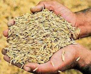 Shimla: Procurement of more than two lakh quintals of paddy done through 9 centers in the state